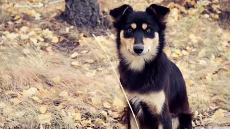 dog on autumn leaves - leaves, tree, dog, autumn