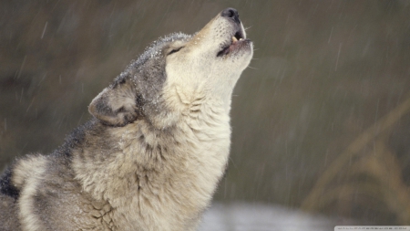 howling timber wolf - howling, wolf, timber, dog