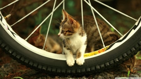 kitten - kitten, tyre, cat, feline, wheel