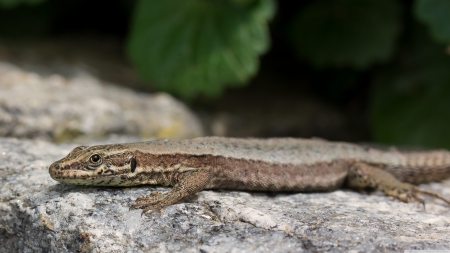 time to come out - lizard, leaf, rock, green