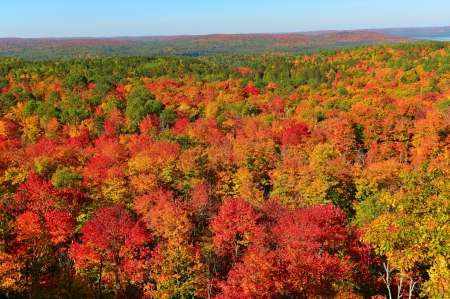 * Autumn forest * - nature, autumn, forest, trees