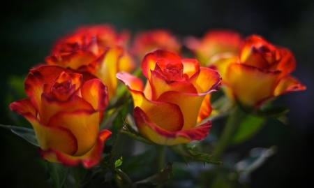 Roses - orange, flowers, roses, beautiful