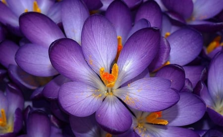 Dark Purple - purple, amazing, flowers, dark