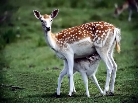 mother and child - green, deer, grass, doe