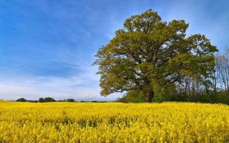 swedish field - field, tree, swedish, grass