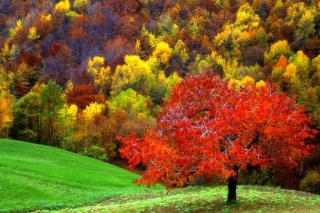 -A u t u m n- - fields, attractions in dreams, autumn, trees, photography, colorful, stunning, creative pre-made, nature, autumn beauty, love four seasons, fall, beautiful, leaves, landscapes