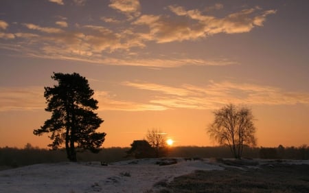 in the sunset - tree, sunset, landscape, grass