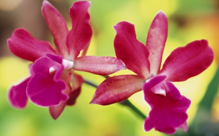 beautiful pink flowers - flower, pink, stem, beautiful, green