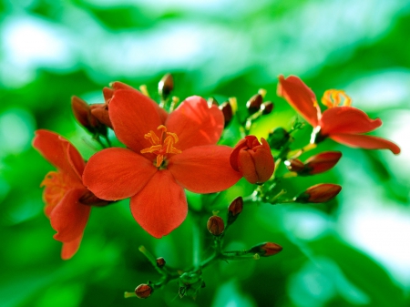 chaenomeles - flower, chaenomeles, red, flora