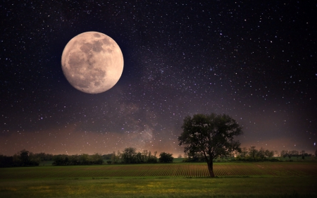 The Night - moon, nature, forests, field, the night