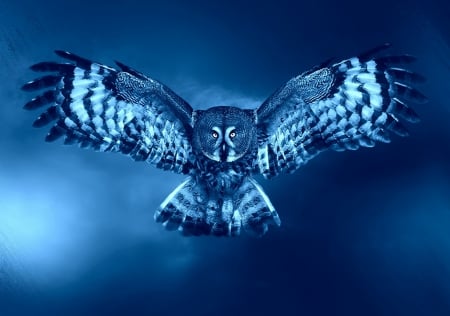 * - wings, owl, bird, blue