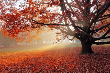 Park in Autumn - fall leaves, nature, autumn, tree, park