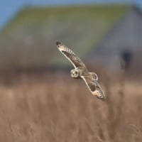 Short eared owl flying