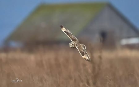 Short eared owl flying - birds, flying, wild animals, predatory birds, abstract, predators, photography, wilderness, HD, owl, short eared owl, nature, wings, wildlife, animals, wild, wallpaper