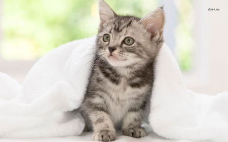 cute kitten under a blanket - animals, cats, cute, kitten, blanket