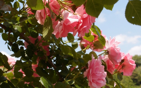 pink rose garden - flowers, nature, garden, pink roses