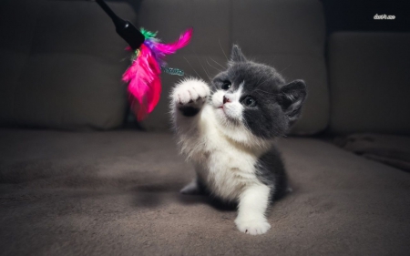 cute playing kitten - cats, animals, playing, cute, kitten