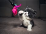 cute playing kitten