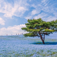 Hitachi Seaside Park, Japan