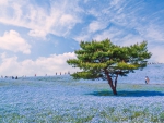 Hitachi Seaside Park, Japan