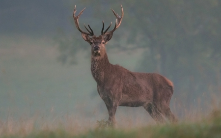 Stag in the Morning Mist - Mist, Regal, Animals, Stag