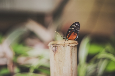 Butterfly - butterfly, insect, animal, wings