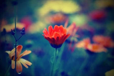 Wild Nature - fence, background, meadow, field, macro, petals, drop, flowers, grass, flower