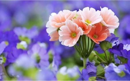 Delicate Pink Flowers - flowers, nature, purple, delicate pink flowers