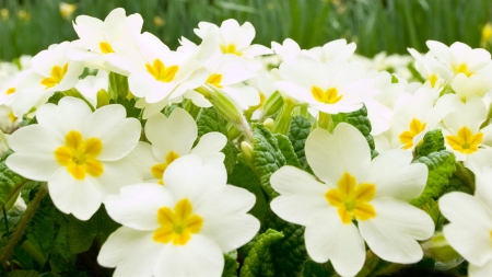 Lovely White Flowers - nature, popular, lovely white flowers, wallpaper, flowers