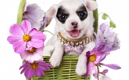 Chihuahua - flower, animal, pink, cute, puppy, chihuahua, white, basket, dog