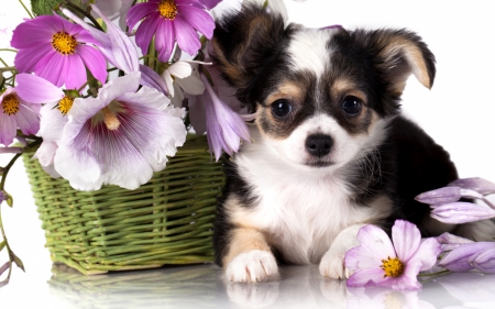 Chihuahua - flower, animal, pink, cute, black, animals, flowers, puppy, chihuahua, white, cut, basket, dog, green