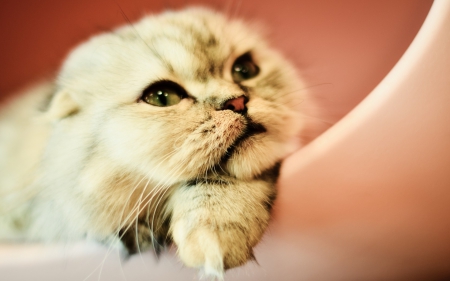 Please! - mood, animal, kitten, funny, cute, cat