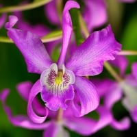 Orchids