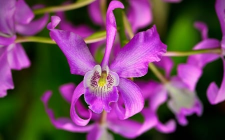 Orchids - flower, orchids, pink, close-up, green