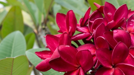 Plumeria - flower, pink, plumeria, green