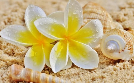 Summer memories - white, summer, sand, flower, plumeria, shell, yellow