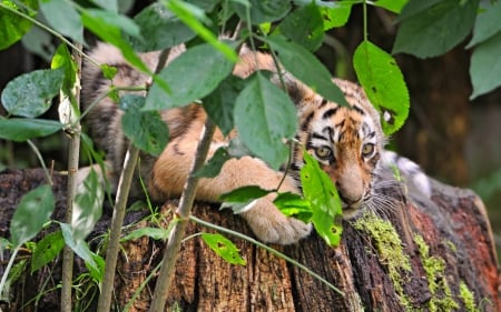 Tiger cub - animal, cub, hiding, green, wood, baby, tiger