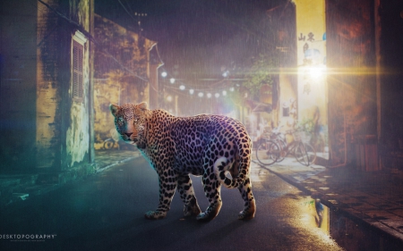 Escaped - leopard, animal, fantasy, desktopography, escaped