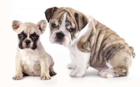 Puppies - white, puppy, dog, animal, cute