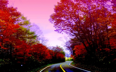 AUTUMN  ROAD - nature, autumn, forest, road