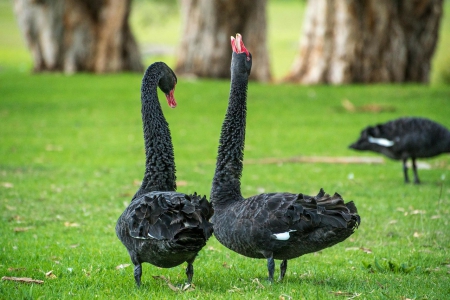 Black Swan Dance - black, dance, animal, swan