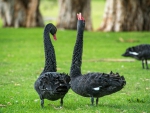 Black Swan Dance