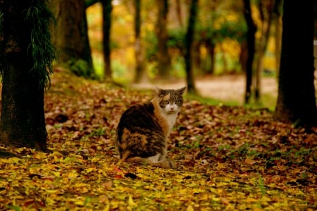 AUTUMN KITTY - autumn, field, forest, cat, leaves