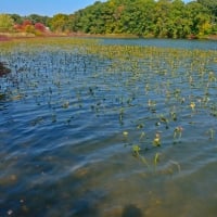 Autumn on the lake