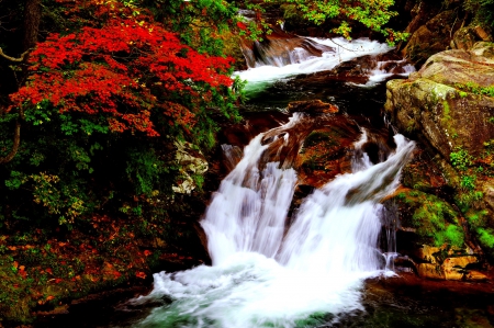 AUTUMN FALLS - nature, autumn, falls, forest