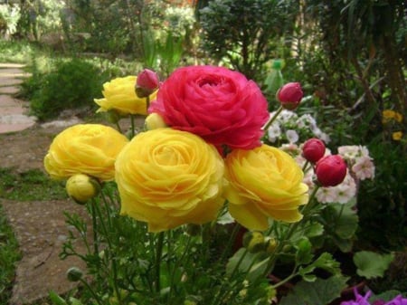 Yellow Red Buttercup - buttercup, flowers, nature, yellow, red, buds