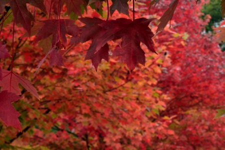 Autumn Colors - red autumn, autumn leaf, Autumn Colors, red fall, fall colors