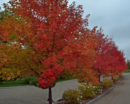 Scenic Autumn - pretty autumn, autumn colors, Scenic Autumn, fall colors, beautiful autumn