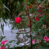 Lakeside Rose