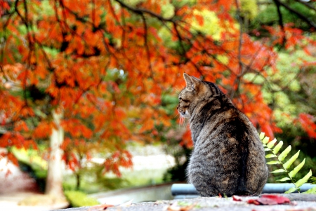 AUTUMN FEEL - season, leaves, cat, autumn